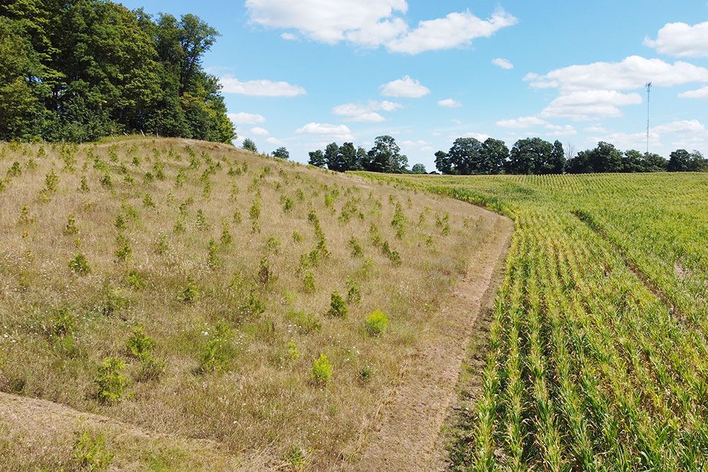 Block planting adjacent to cornfield completed in 2022 in the Maitland Valley watershed on marginal, sloped farmland to reduce erosion. 