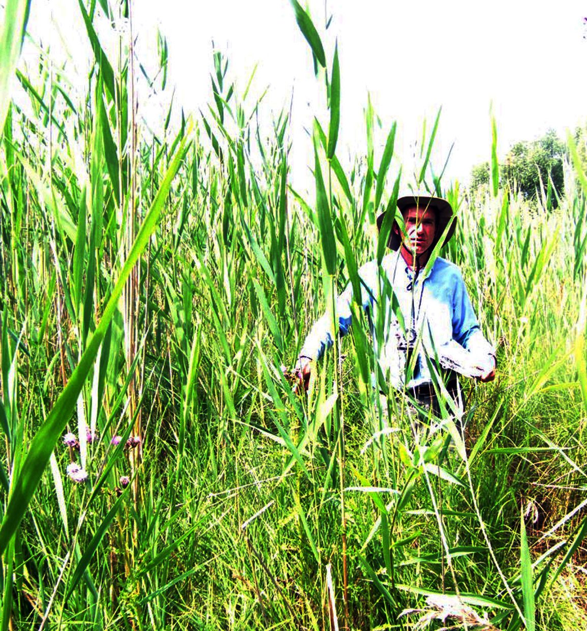 The invasive European Common Reed, or Phragmites, is Canada's 'worst invasive plant species' but volunteers along the Lake Huron shoreline are helping to fight it.