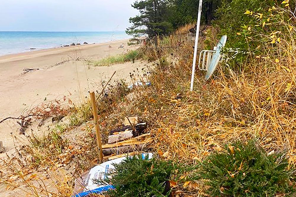 A photo of planting by the shoreline.
